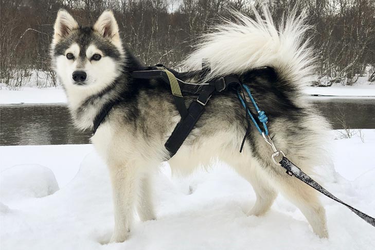 Beberapa Ras Anjing Terbaik Yang Ada di Alaska