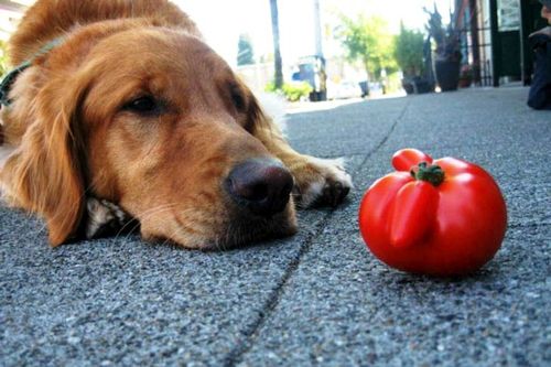 Bisakah Anjing Peliharaan Anda Memakan Tomat?