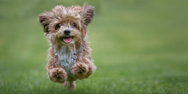 10 Ras Anjing Terbaik yang Bulunya Tidak Mudah Rontok