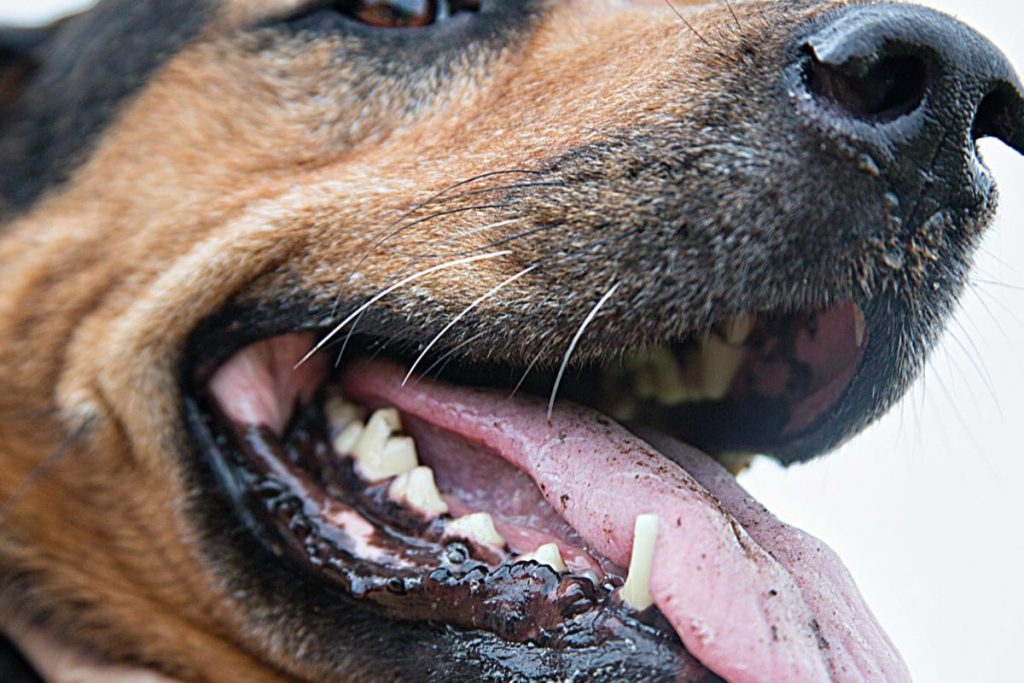 Apa Penyebab Dari Bau Mulut Pada Anjing Anda?