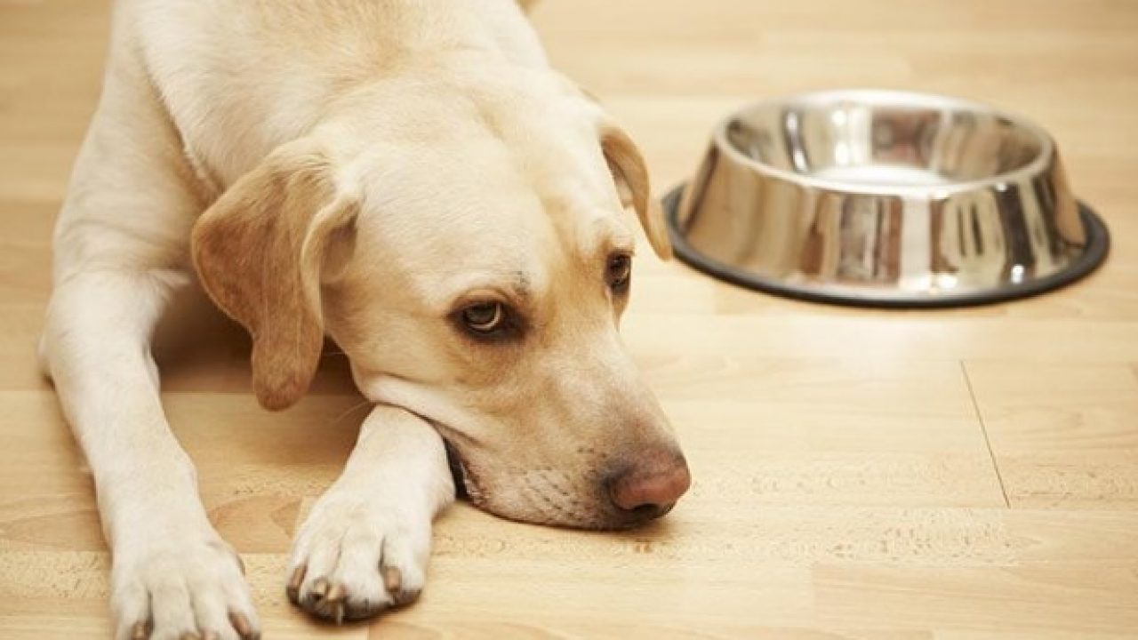 Beberapa Hal Penyebab Anjing Anda Menjadi Depresi